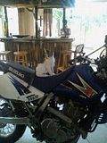 biker-gbpic-39